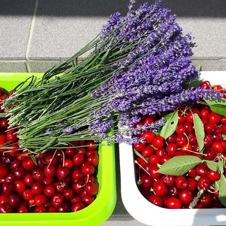 Daire Apartma Lavanda